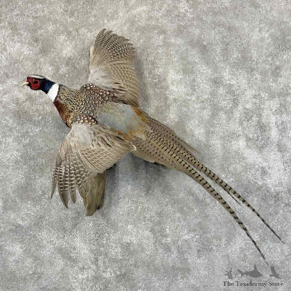 Ringneck Pheasant Bird Mount For Sale #31860 @ The Taxidermy Store