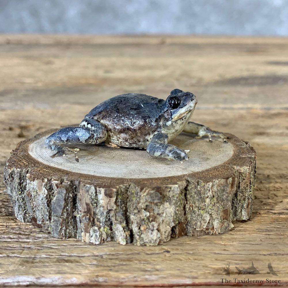 Grey Tree Frog Taxidermy Mount For Sale #21370 @ The Taxidermy Store