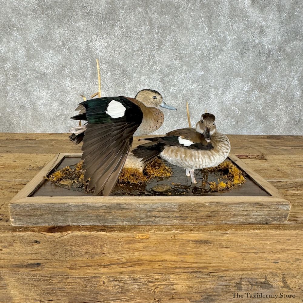 Ringed Teal Duck Pair Bird Mount For Sale #29676 @ The Taxidermy Store