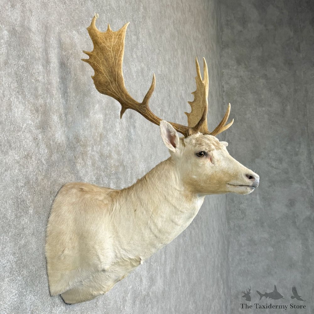 White Fallow Deer Shoulder Mount For Sale #29448 @ The Taxidermy Store