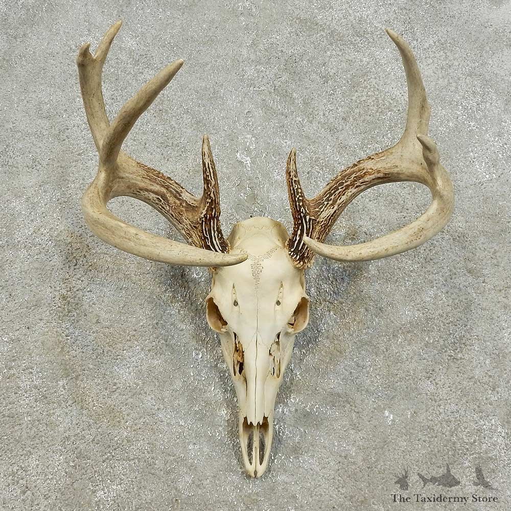 Whitetail Deer Skull European Mount For Sale #15935 @ The Taxidermy Store