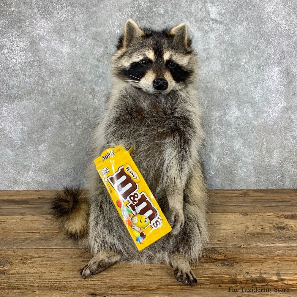 “M&M" Raccoon Mount For Sale #23058 @ The Taxidermy Store