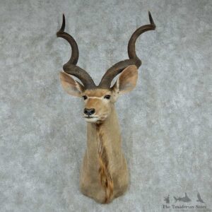 African Kudu Shoulder Mount #13606 For Sale @ The Taxidermy Store