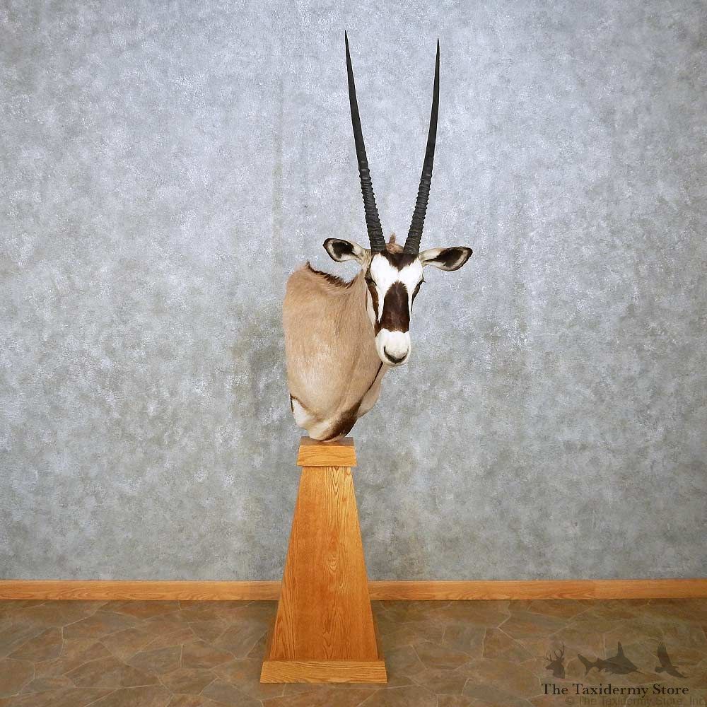 African Gemsbok Pedestal Mount For Sale #14391 @ The Taxidermy Store
