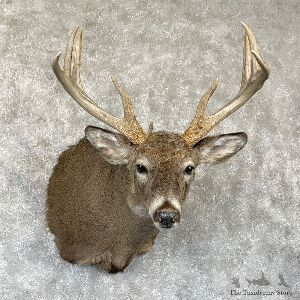 Whitetail Deer Shoulder Mount For Sale #28163 - The Taxidermy Store