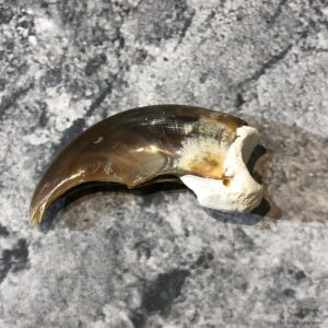 Polar Bear Claw Taxidermy For Sale #19593 @ The Taxidermy Store