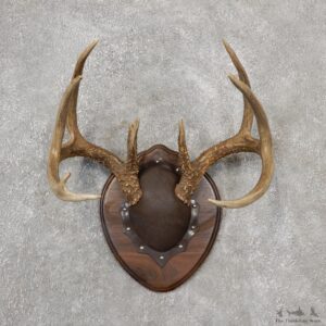 Whitetail Deer Antler Plaque Mount For Sale #19117 @ The Taxidermy Store