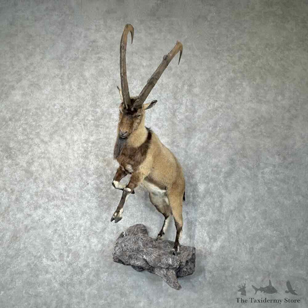 Bezoar Persian Ibex Life Size Mount For Sale #30444 @ The Taxidermy Store