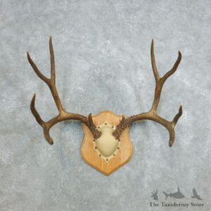 Mule Deer Taxidermy Antler Plaque #18422 For Sale @ The Taxidermy Store
