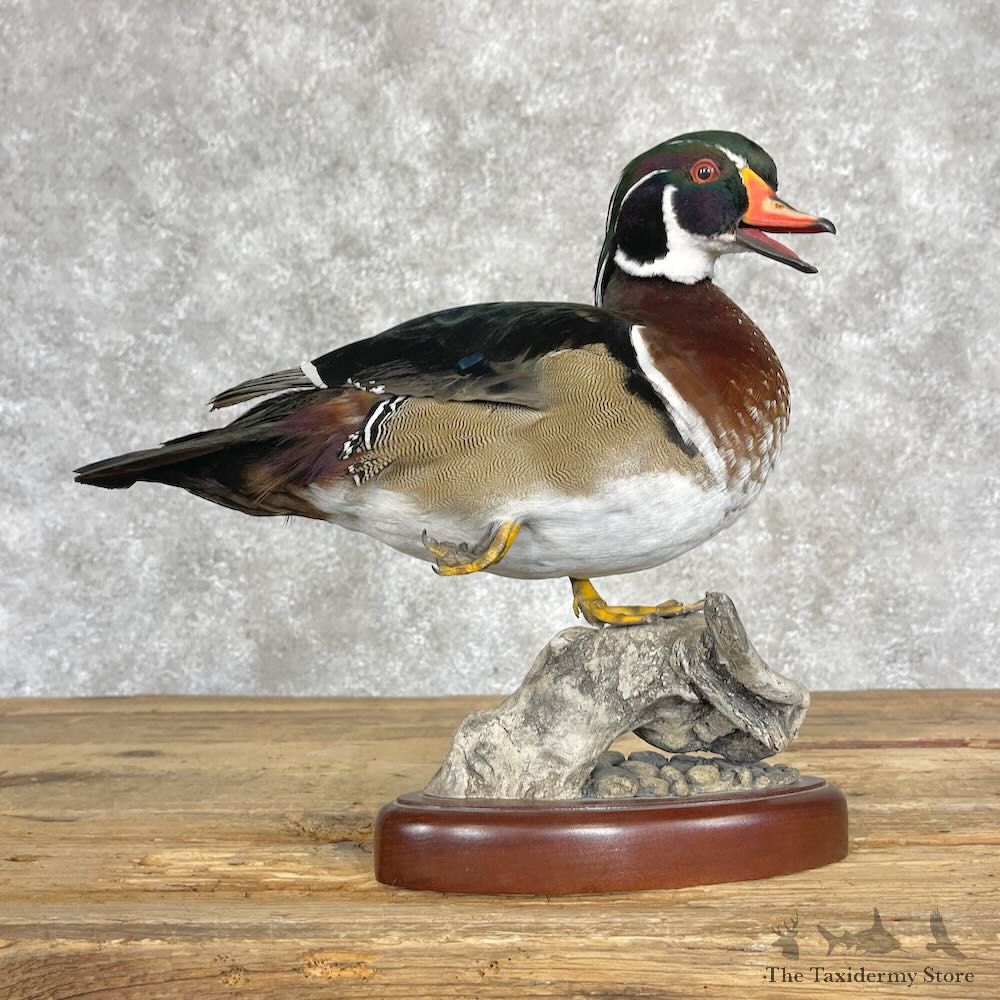 Wood Duck Bird Mount For Sale #28350 - The Taxidermy Store