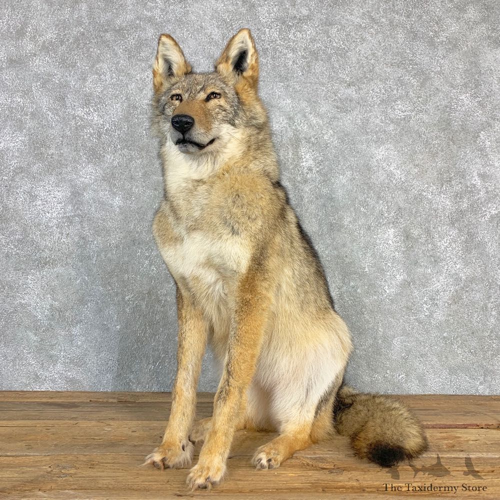Coyote Life-Size Mount For Sale #22003 @ The Taxidermy Store