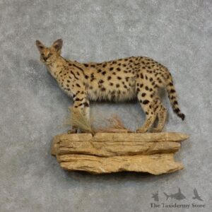 African Serval Life-Size Mount For Sale #17167 @ The Taxidermy Store