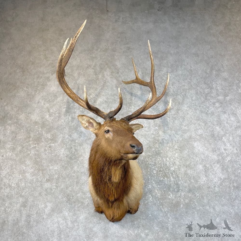 Rocky Mountain Elk Shoulder Mount For Sale #26068 @ The Taxidermy Store