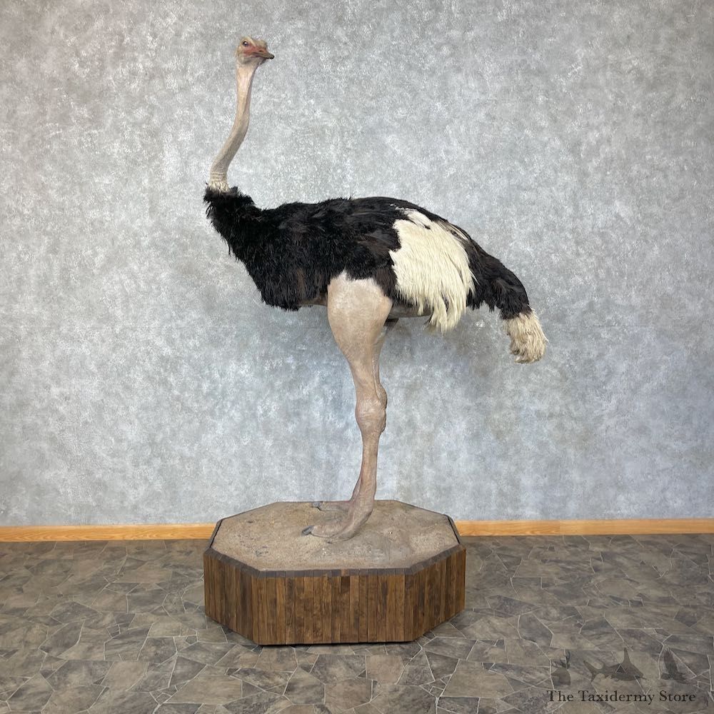 Ostrich Life-Size Mount For Sale #25294 @ The Taxidermy Store