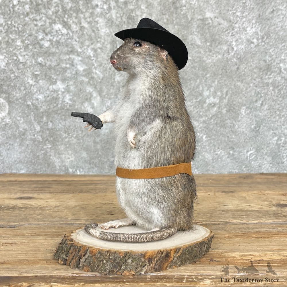 Cowboy Rat Novelty Mount For Sale #26633 @ The Taxidermy Store