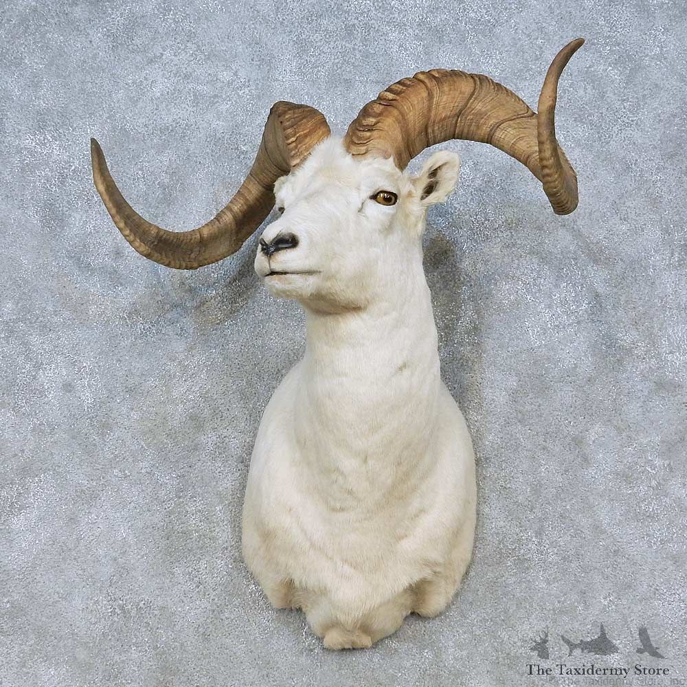 Dall Sheep Shoulder Mount For Sale #15078 @ The Taxidermy Store