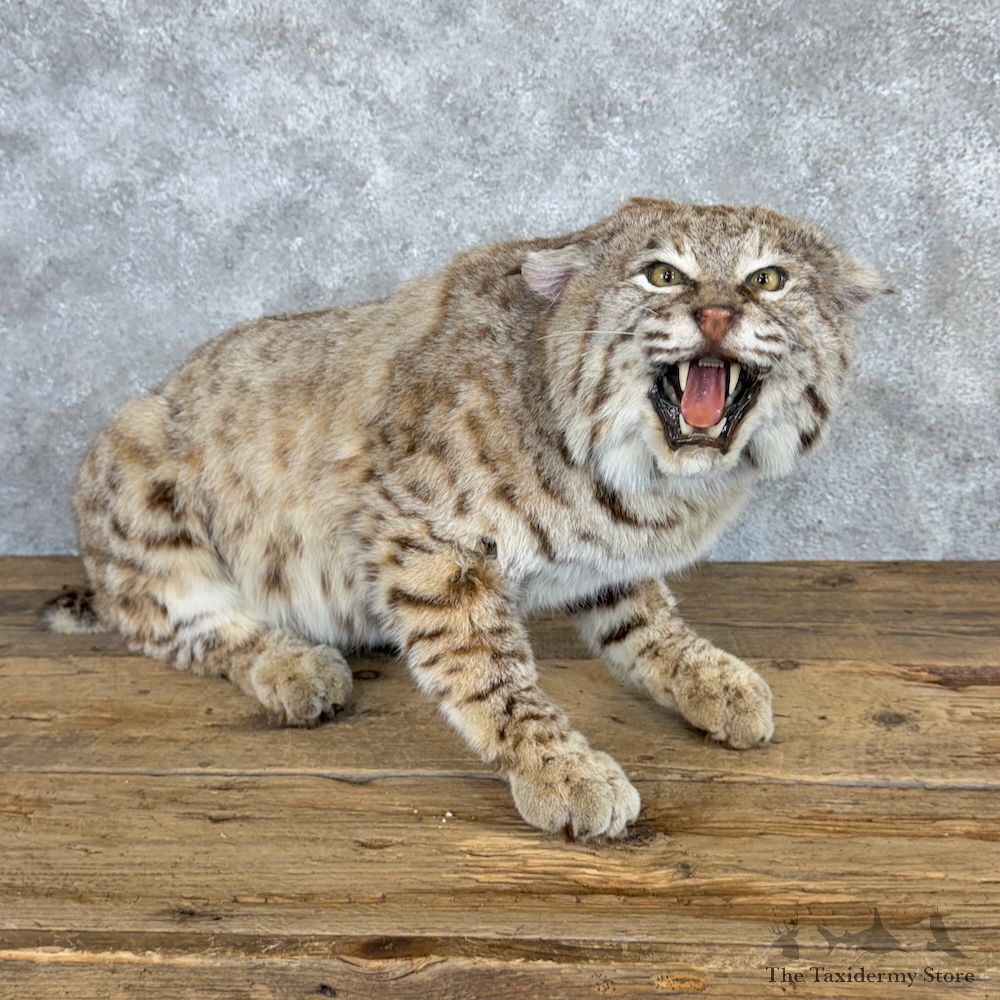 Bobcat Life-Size Mount For Sale #29969 @ The Taxidermy Store