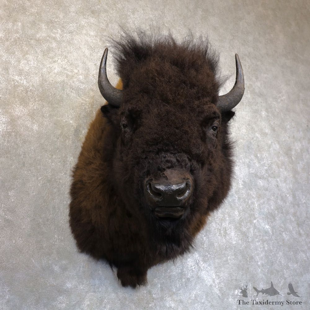 American Bison Shoulder Mount For Sale #22743 @ The Taxidermy Store