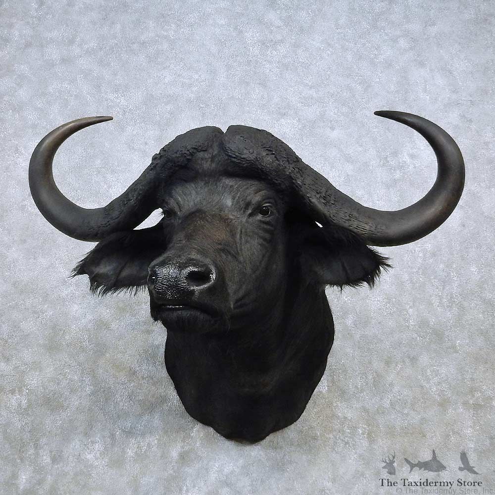 Whitetail Deer Shoulder Mount For Sale #14804 @ The Taxidermy Store
