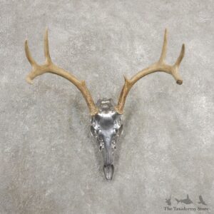 Whitetail Deer Skull Horns European Mount #20994 For Sale @ The Taxidermy Store