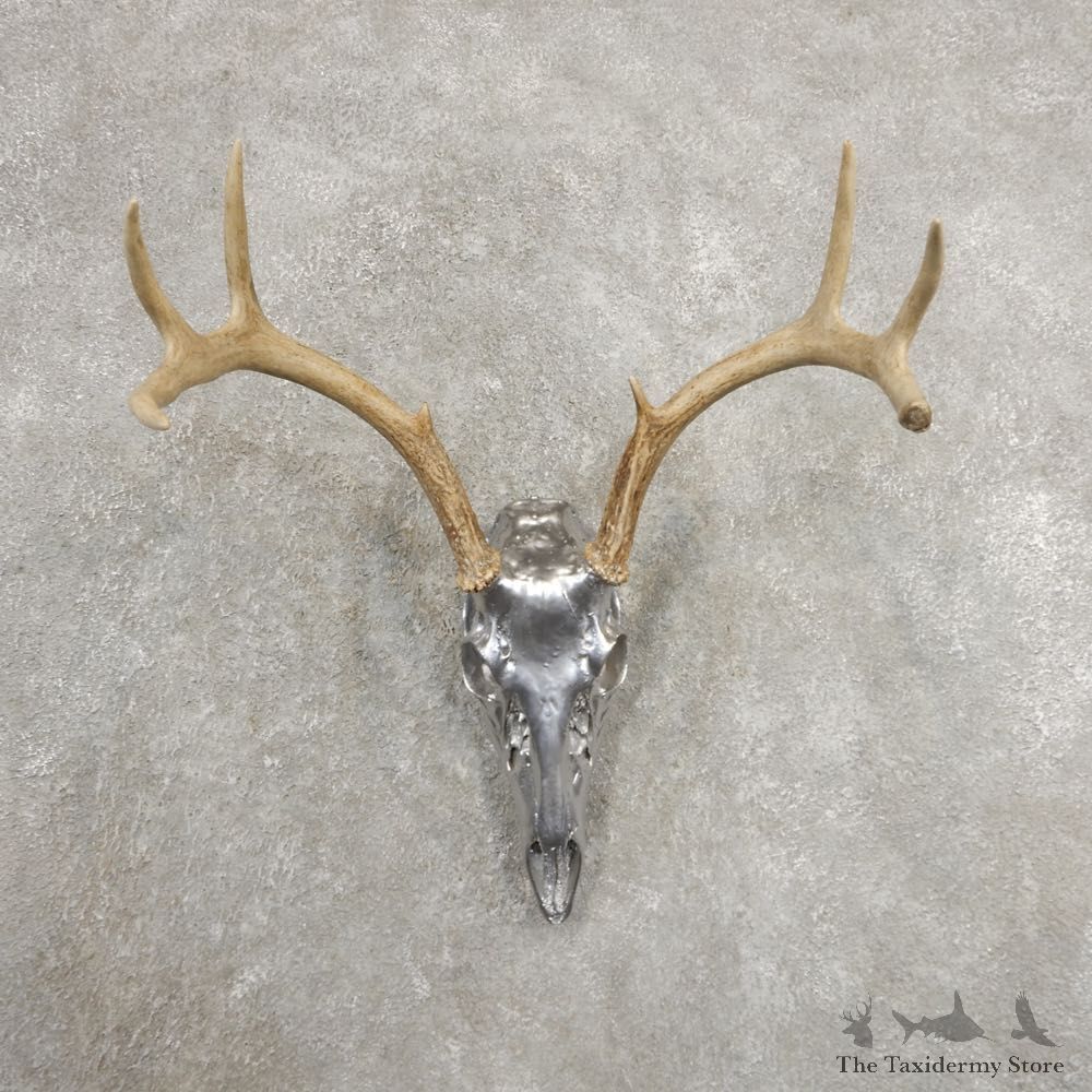 Whitetail Deer Skull Horns European Mount #20994 For Sale @ The Taxidermy Store