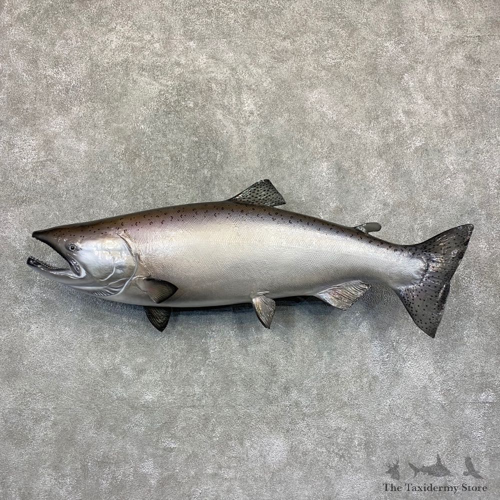 King Salmon Fish Mount For Sale #21623 @ The Taxidermy Store