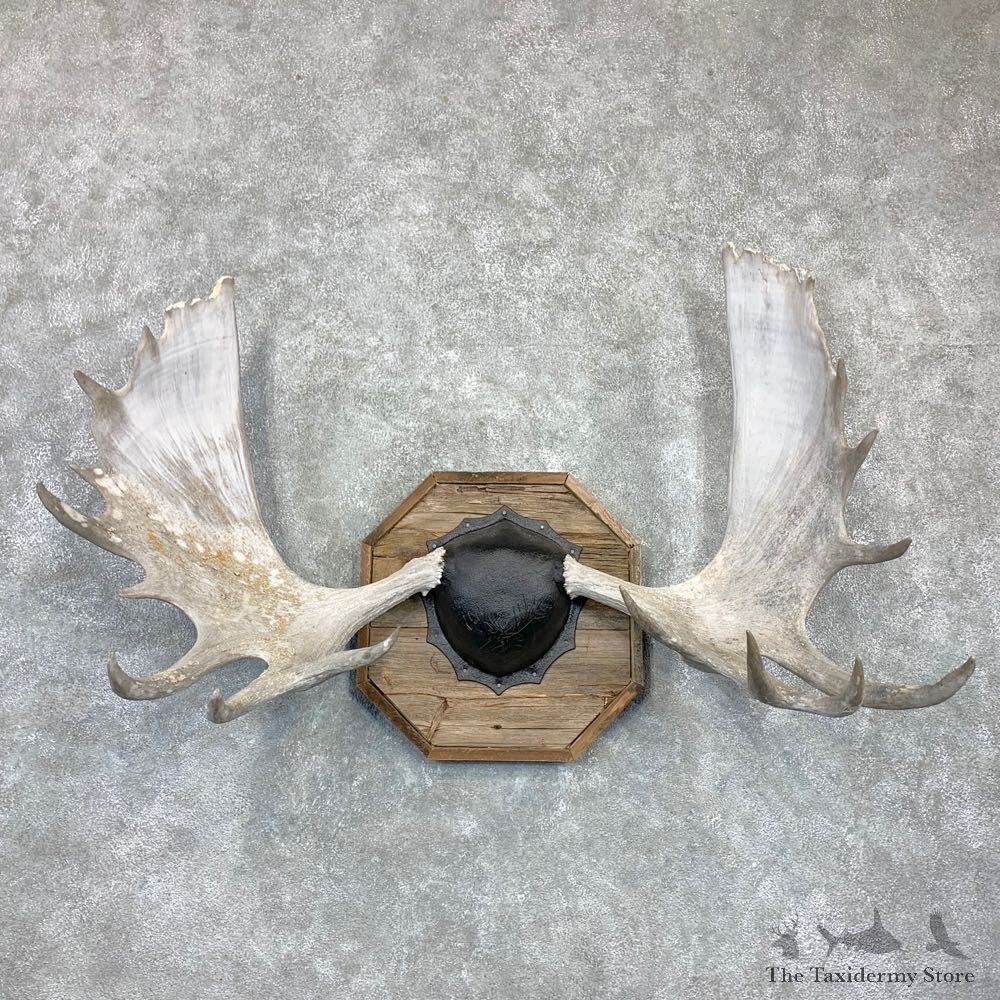 Moose Antler Plaque For Sale #23132 @ The Taxidermy Store