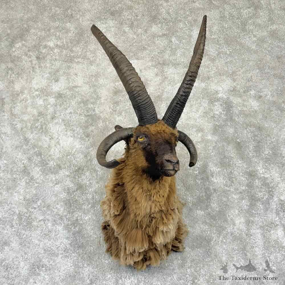 Jacobs Four Horn Ram Shoulder Mount For Sale #32360 @ The Taxidermy Store