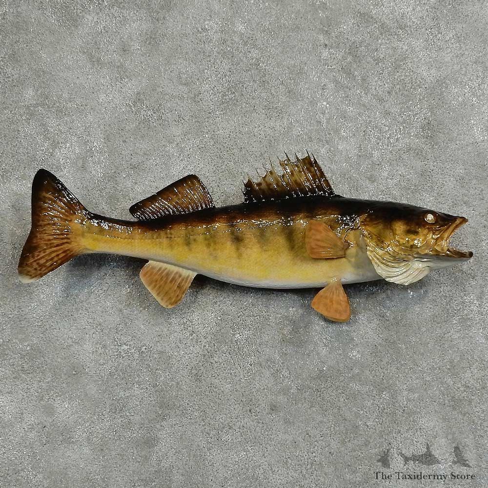 Walleye Freshwater Fish Mount For Sale #16066 @ The Taxidermy Store