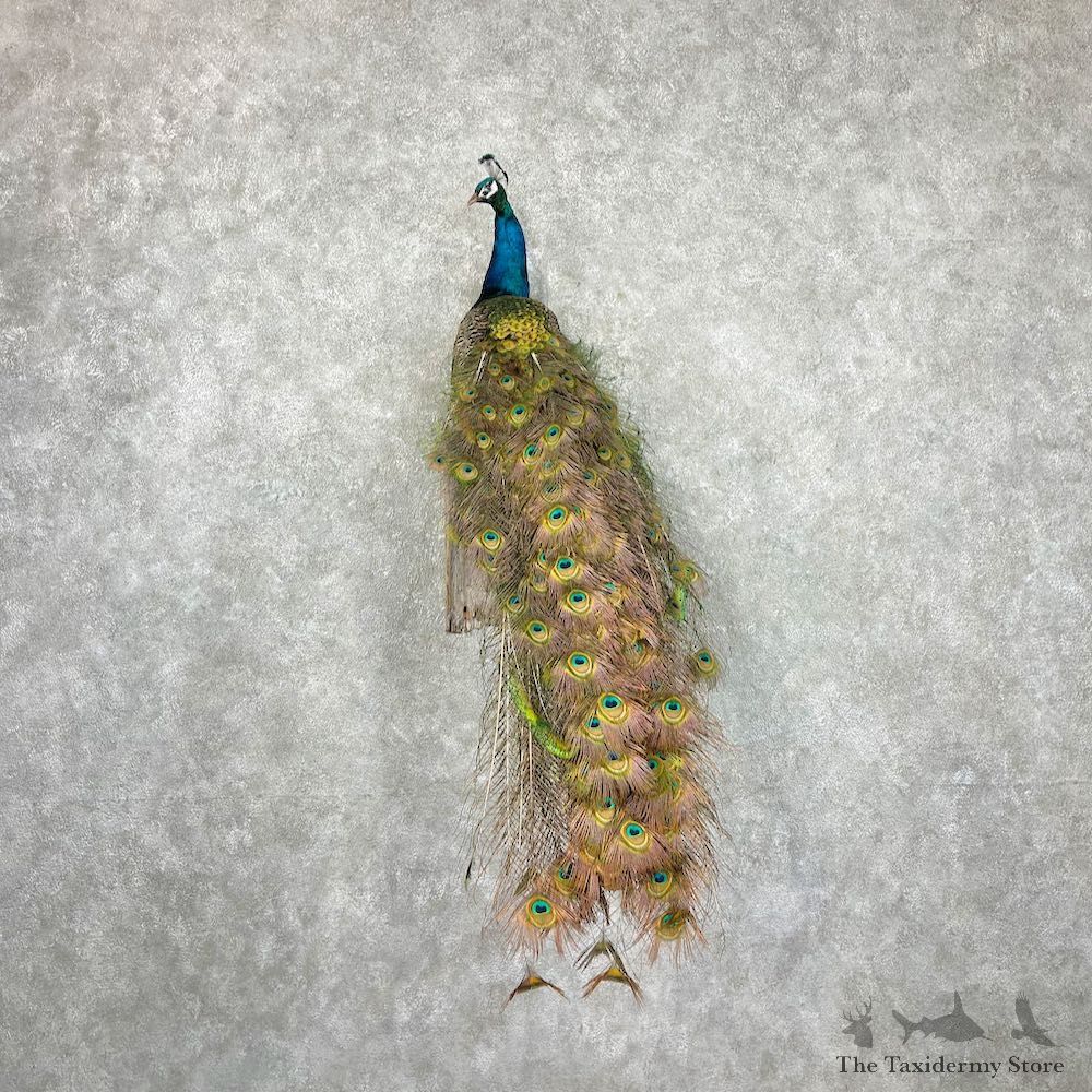 Blue Indian Peacock Bird Mount For Sale #27078 @ The Taxidermy Store