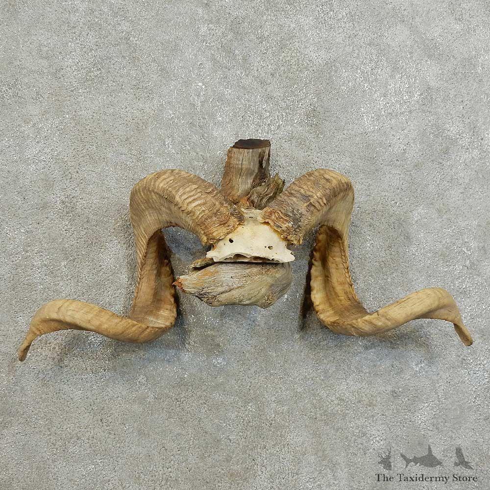 Corsican Ram Horn Mount For Sale #16001 @ The Taxidermy Store