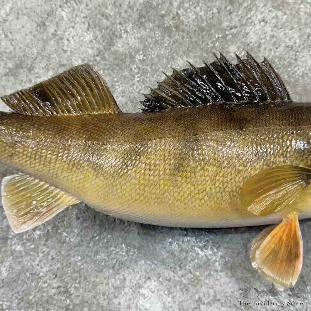 Walleye Fish Mount For Sale #30988 @ The Taxidermy Store