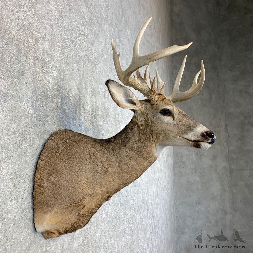 Whitetail Deer Shoulder Mount #21472 For Sale - The Taxidermy Store