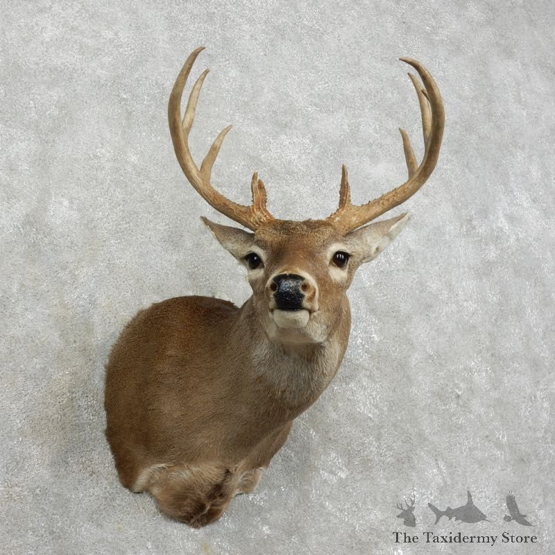 Whitetail Deer Shoulder Mount #17529 For Sale - The Taxidermy Store