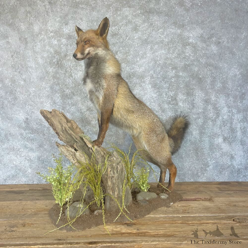 Cross Fox Life-Size Mount For Sale #28321 @ The Taxidermy Store
