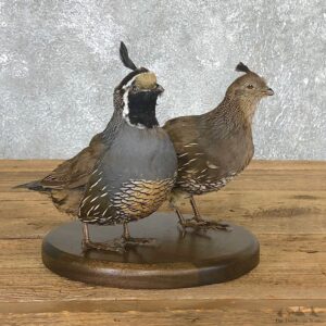 Male & Female California Quail Bird Mount For Sale #19799 @ The Taxidermy Store