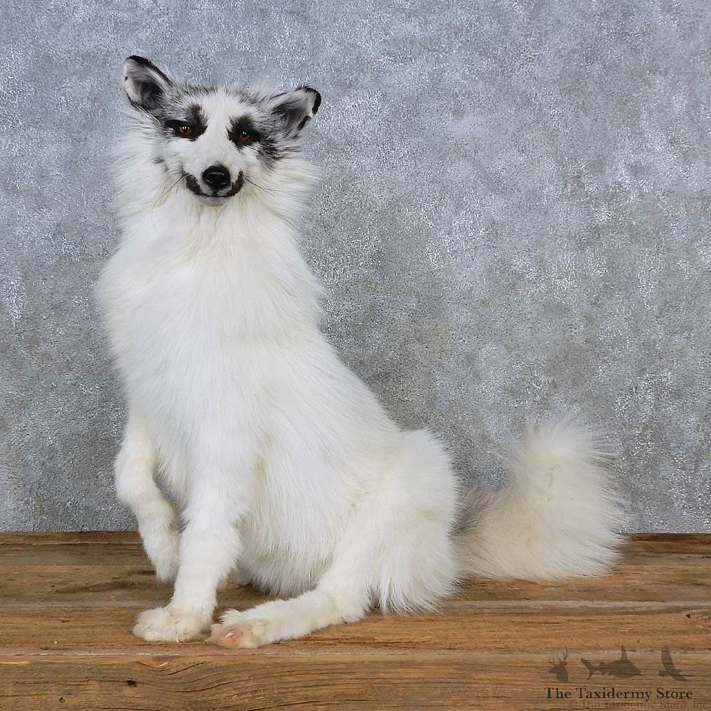 Arctic Marble Fox Life-Size Mount For Sale #15594 @ The Taxidermy Store