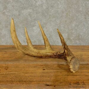 Whitetail Deer Antler Shed For Sale #16451 @ The Taxidermy Store