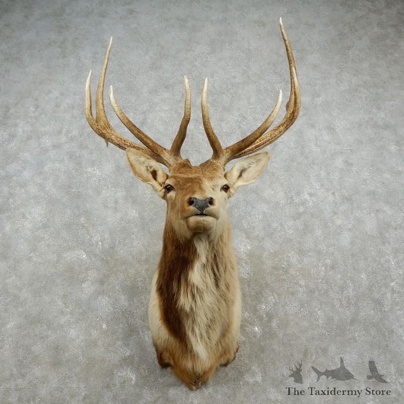Rocky Mountain Elk Shoulder Mount For Sale #17368 @ The Taxidermy Store