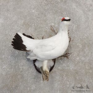 Rock Ptarmigan Bird Mount For Sale #20280 @ The Taxidermy Store