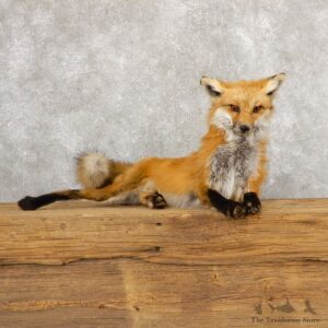 Red Fox Life-Size Mount For Sale #18886 @ The Taxidermy Store