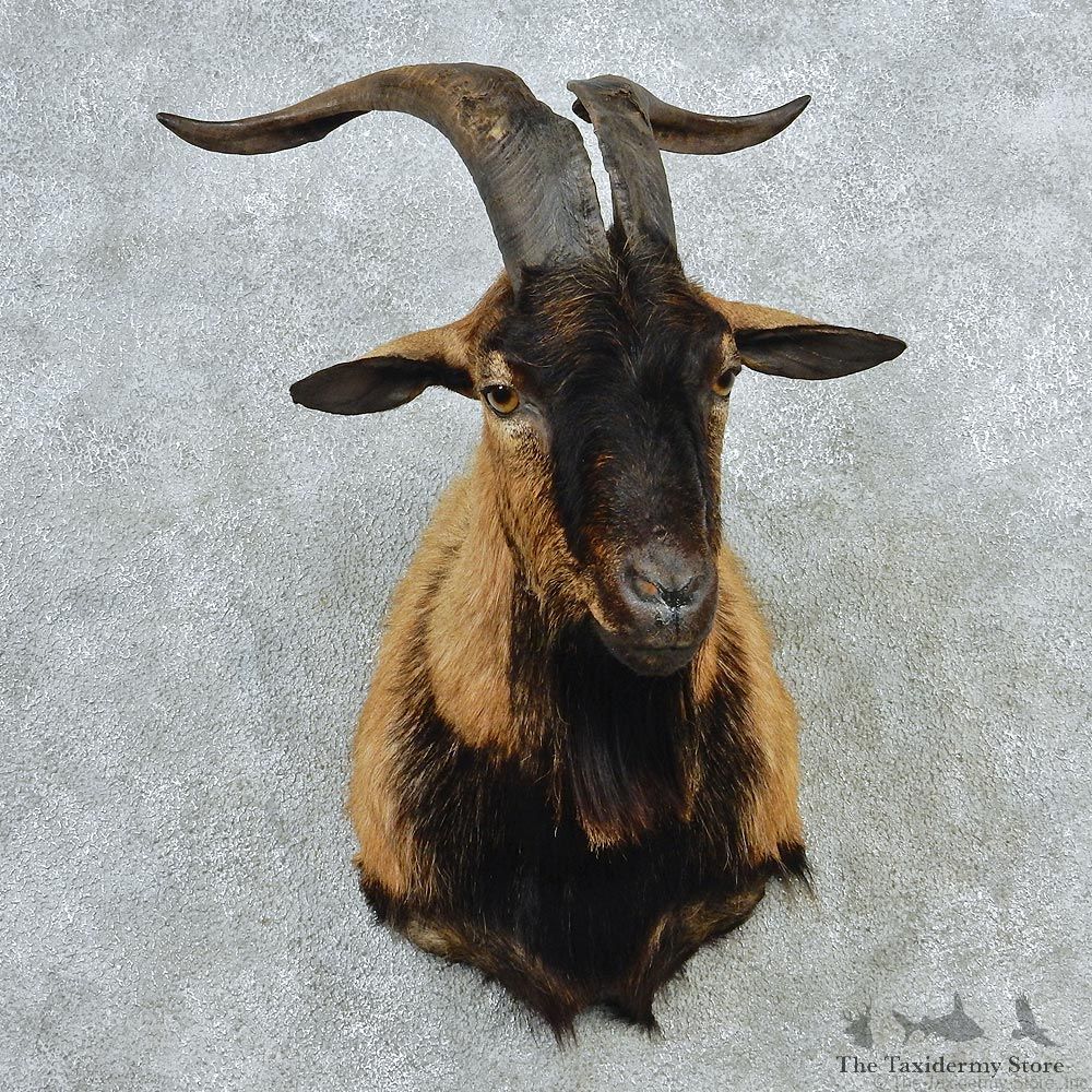 Black & Tan Catalina Goat Shoulder Taxidermy Head Mount #12717 For Sale @ The Taxidermy Store