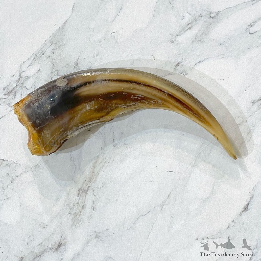 Grizzly Bear Claw For Sale #24883 - The Taxidermy Store