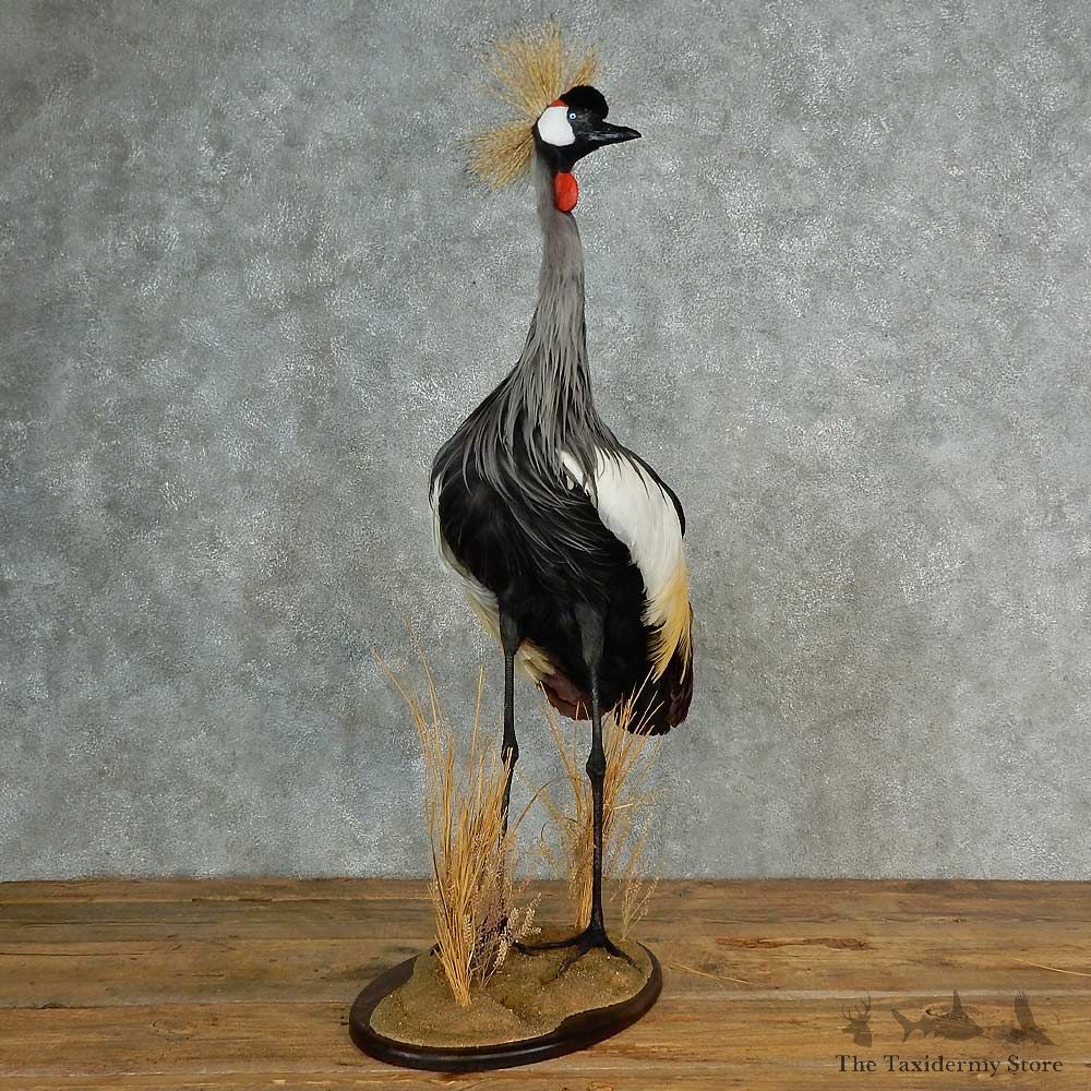 Grey Crowned Crane Bird Mount For Sale #16995 @ The Taxidermy Store