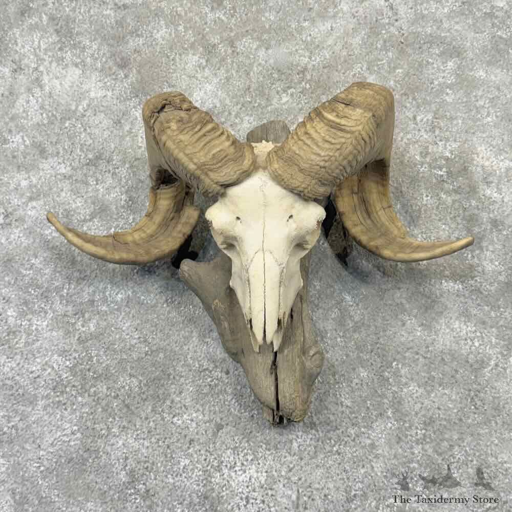 Corsican Ram Skull European Mount For Sale #32212 @ The Taxidermy Store