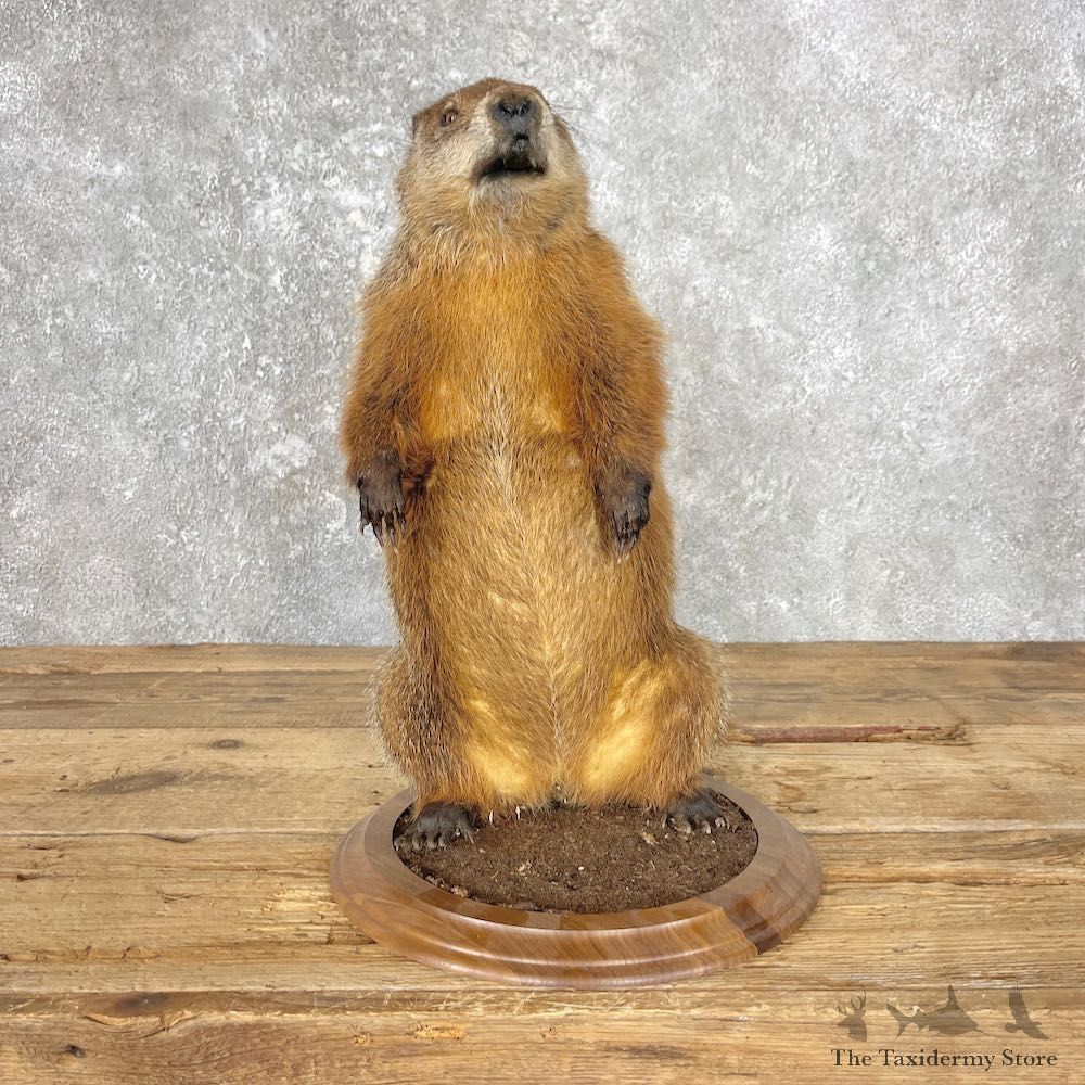 Woodchuck Life-Size Mount For Sale #26791 @ The Taxidermy Store