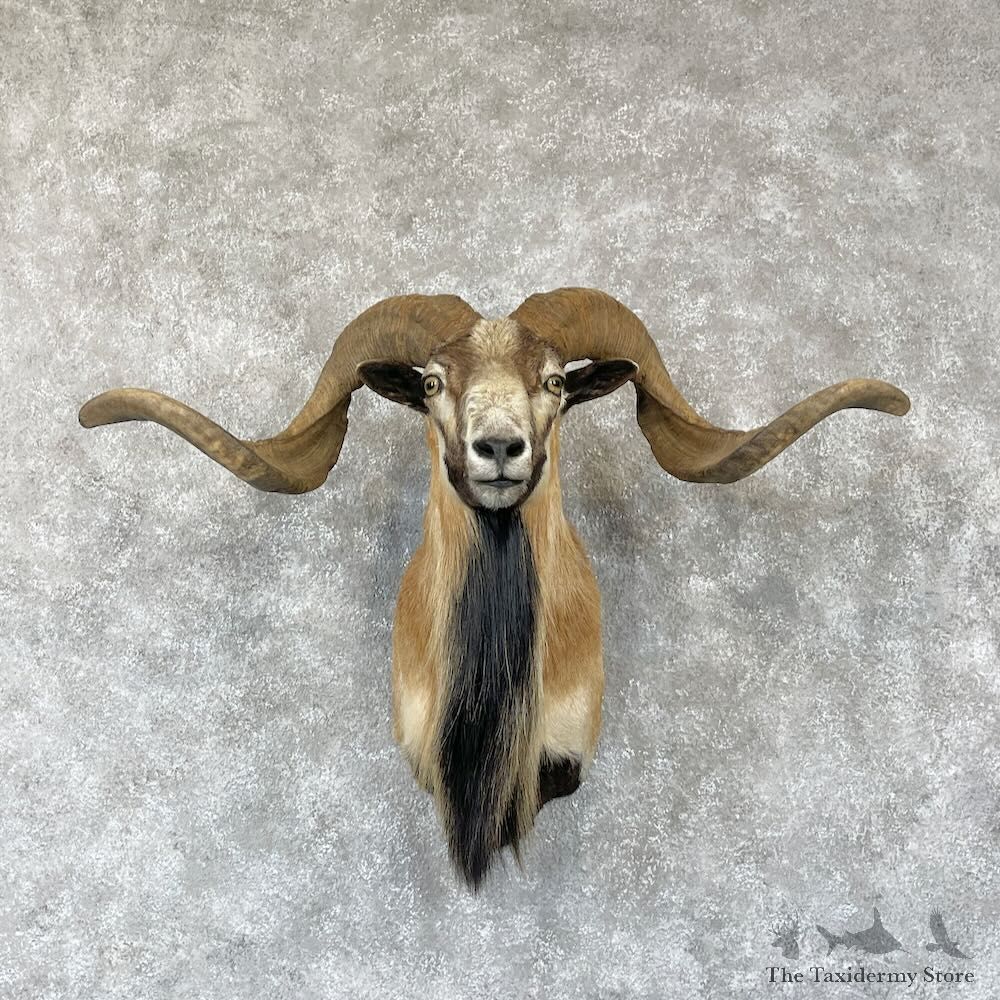 Corsican Ram Shoulder Mount For Sale #28171 @ The Taxidermy Store