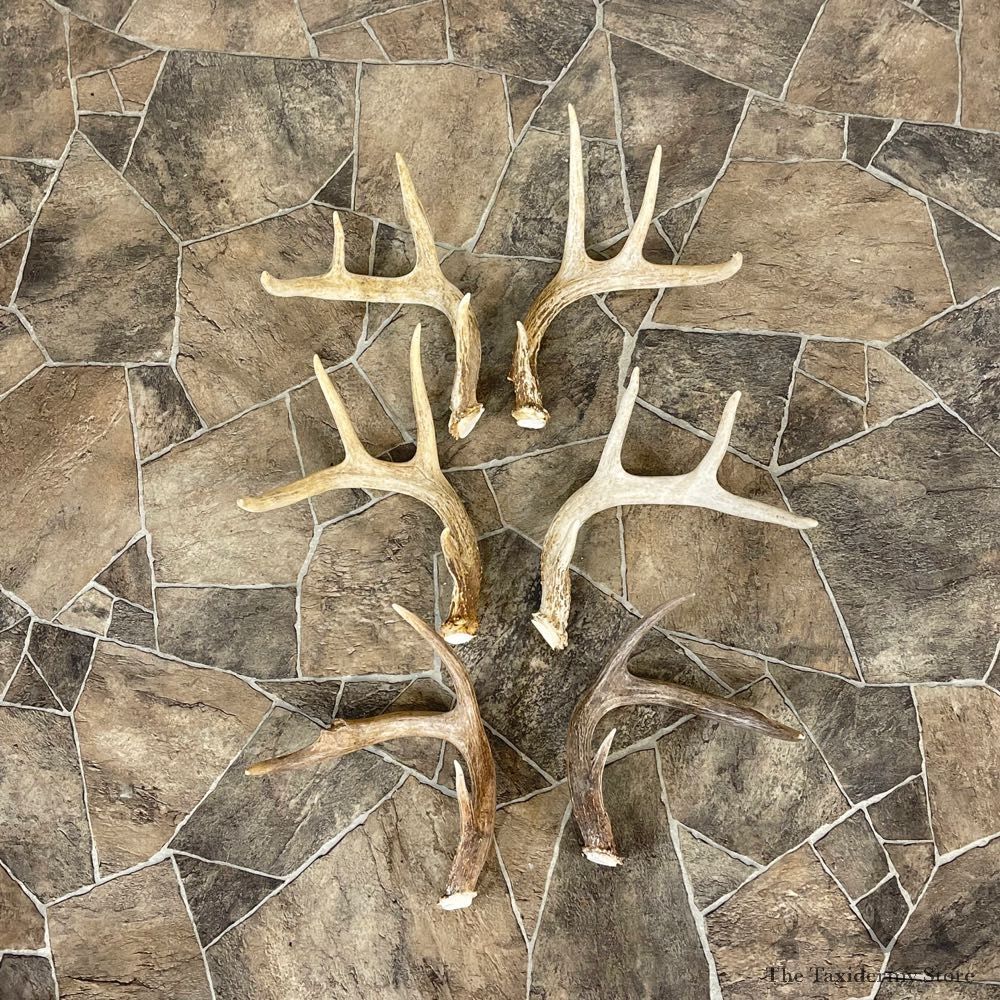 Whitetail Deer Antler Craft Pack For Sale #25106 @ The Taxidermy Store
