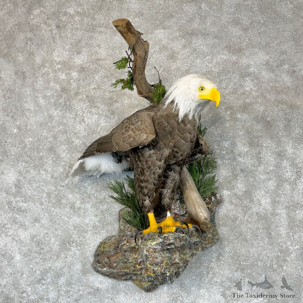 Reproduction Bald Eagle Bird Mount For Sale #29352 @ The Taxidermy Store