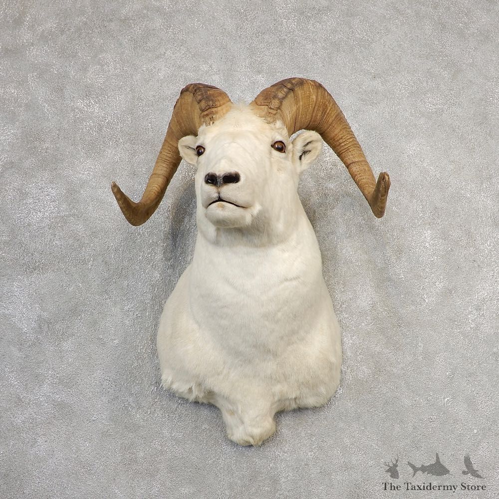 Dall Sheep Shoulder Mount For Sale #21104 @ The Taxidermy Store